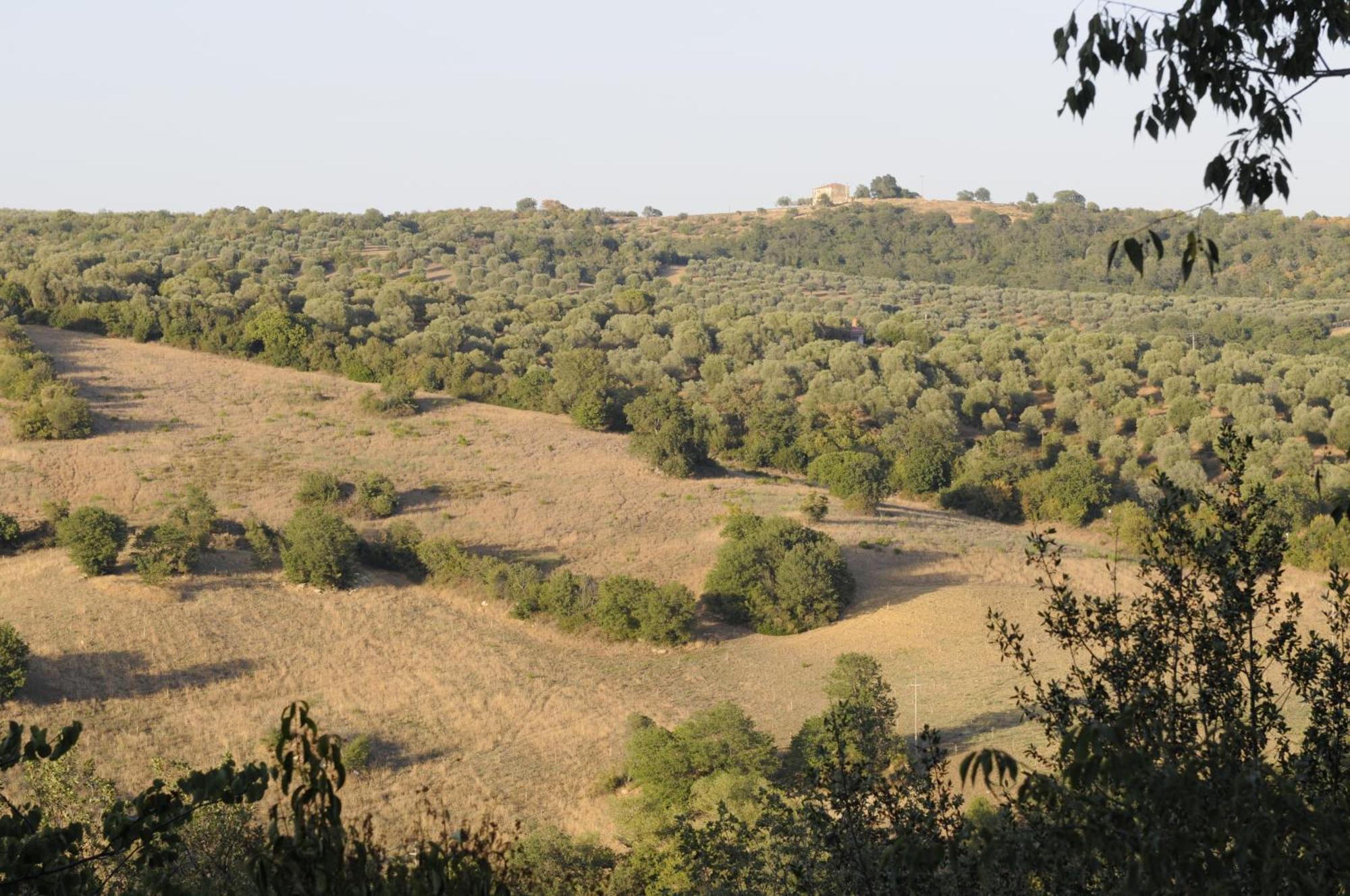 Le Tartarughe Rooms Magliano in Toscana Exterior photo